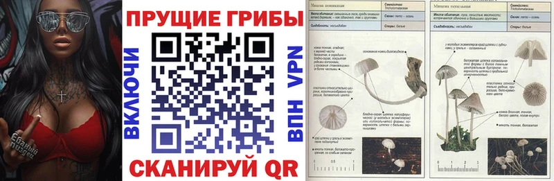 Купить где  Качканар  Псилоцибиновые грибы Cubensis 
